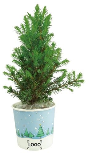 Cup-Bäumchen 20-30 cm