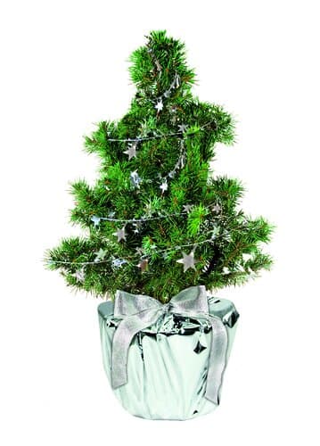 Silberstern-Bäumchen 20-30 cm