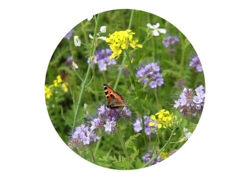 Tüte mit 4 Gramm Bienen- &amp; Schmetterlingsblüten