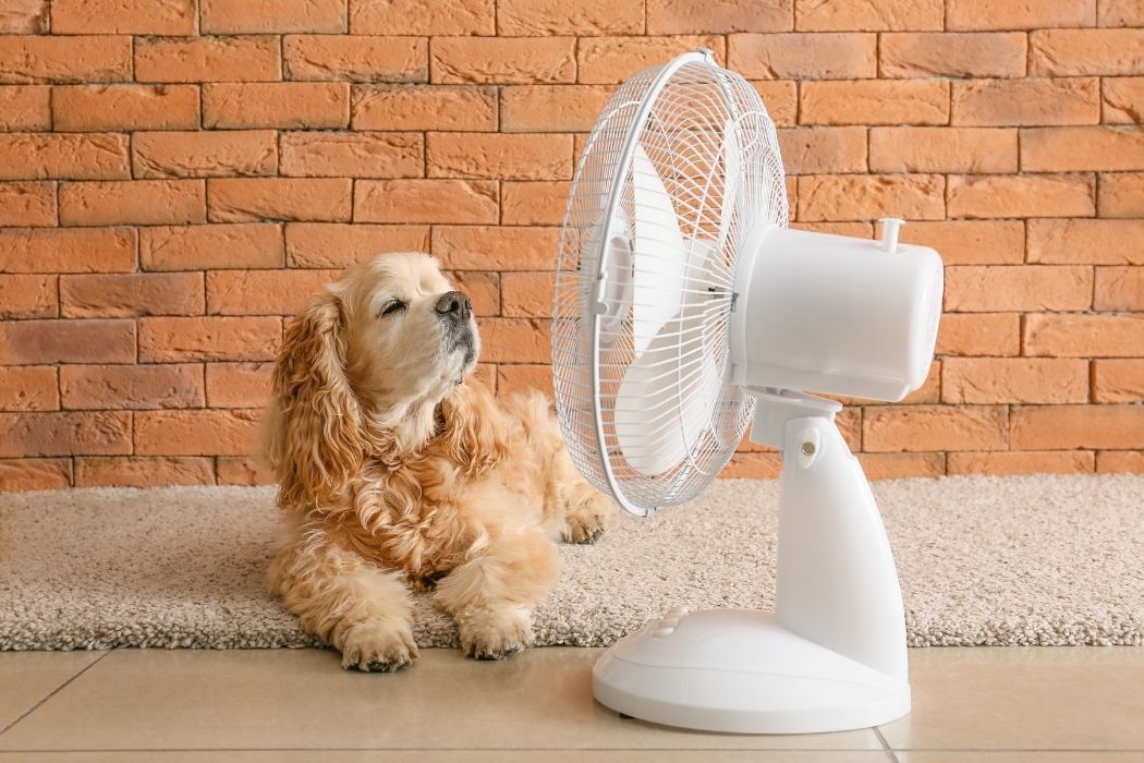 Ventilator