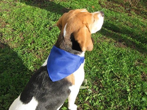 Rex Hundehalsband