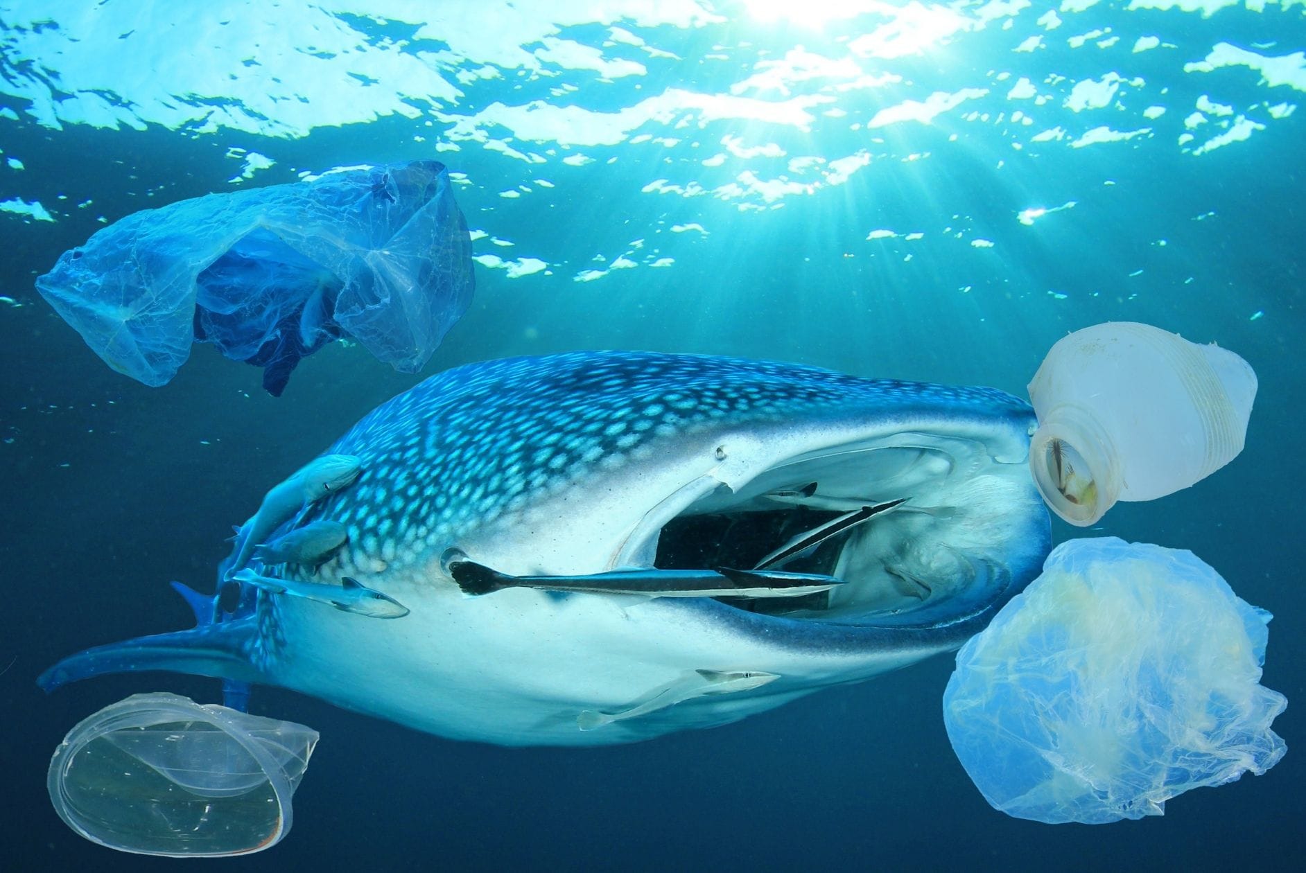 Header: Wal mit Plastik im Wasser